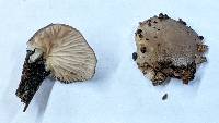 Hohenbuehelia atrocaerulea var. grisea image