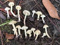 Inocybe alabamensis image