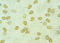 Inocybe occulta image