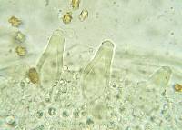 Inocybe occulta image