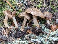 Inocybe bufonia image