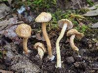 Inocybe cryptocystis image