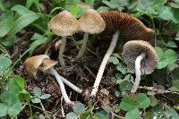 Inocybe diabolica image