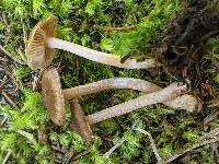 Inocybe laurina image