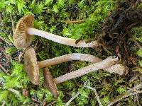 Inocybe laurina image