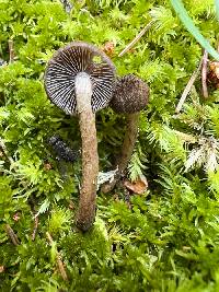 Inocybe leptophylla image