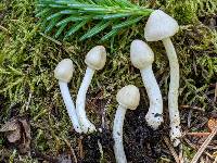 Inocybe sambucella image