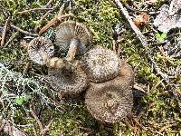 Inocybe soluta image