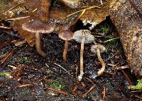 Inocybe obscurobadia image