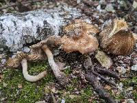 Inosperma fastigiellum image