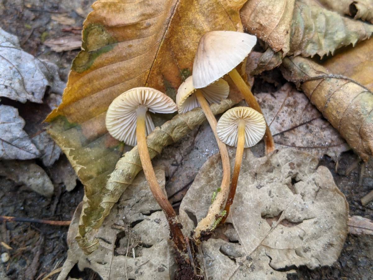 Mycena incana image