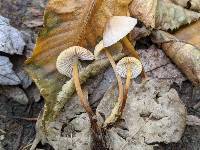 Mycena incana image