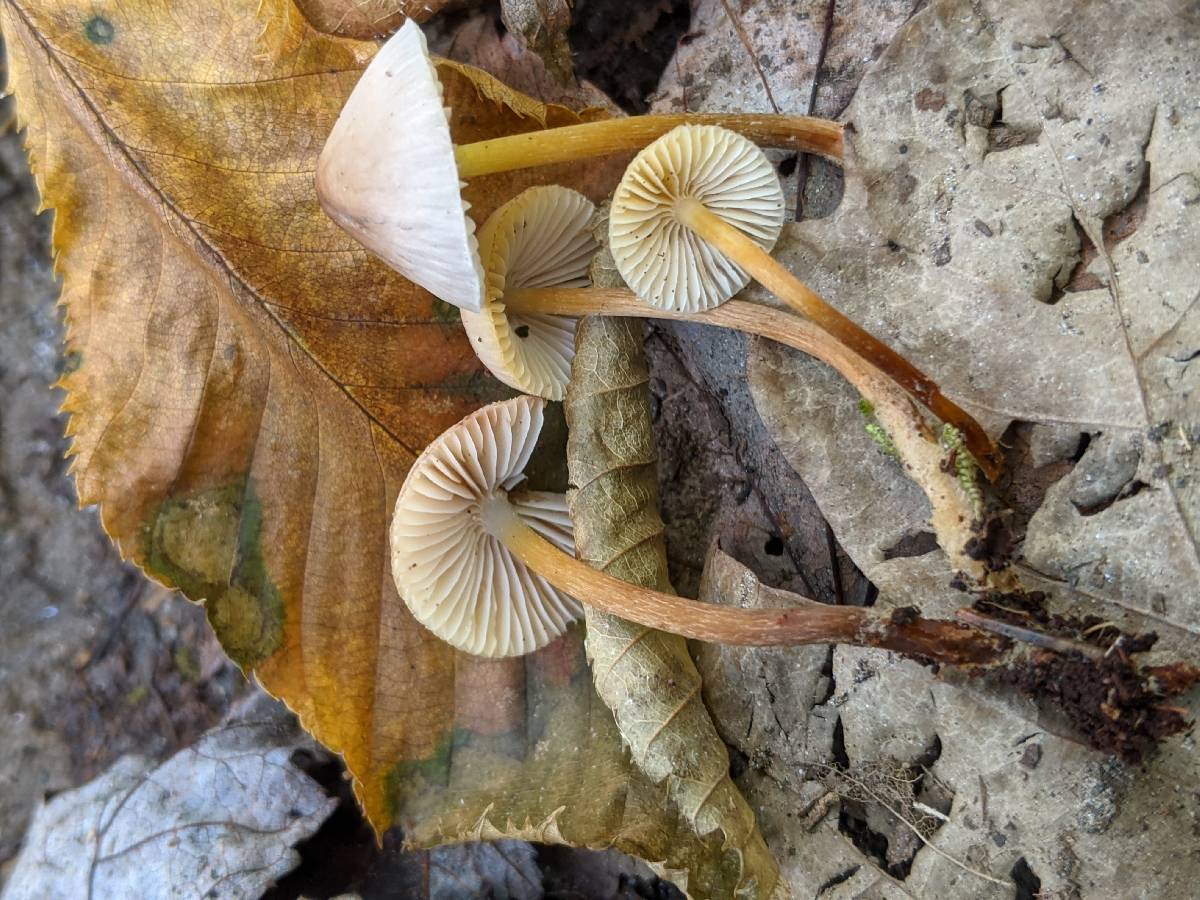 Mycena incana image