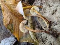 Mycena incana image