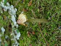 Pseudosperma umbrinellum image