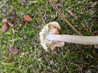 Pseudosperma umbrinellum image