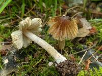 Pseudosperma umbrinellum image