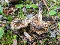 Pseudosperma umbrinellum image