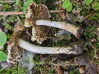 Pseudosperma umbrinellum image