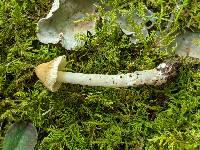 Pseudosperma umbrinellum image