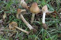 Pseudosperma sororium image