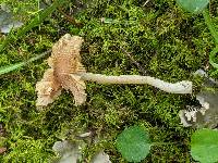 Pseudosperma umbrinellum image