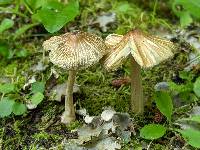 Pseudosperma umbrinellum image
