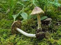 Pseudosperma umbrinellum image