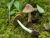 Pseudosperma umbrinellum image