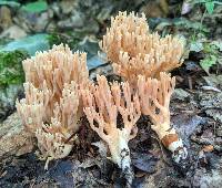Ramaria canescens image