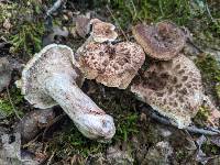 Sarcodon quercinofibulatus image
