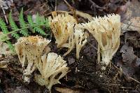 Tremellodendropsis semivestita image