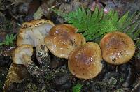 Tricholoma pudorinum image