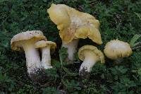 Cantharellus vicinus image
