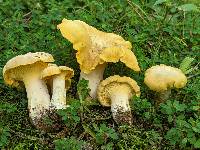 Cantharellus vicinus image