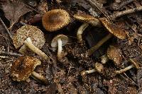 Inocybe luteifolia image
