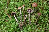 Psilocybe phyllogena image