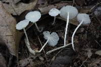 Heliomyces decolorans image