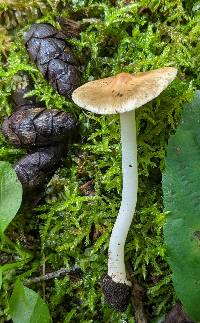 Inocybe occulta image