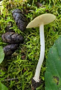 Inocybe occulta image