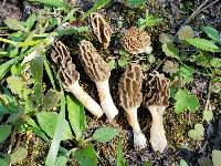 Morchella diminutiva image