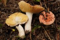 Russula cessans image