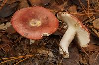 Russula vinacea image