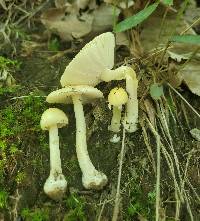 Amanita agglutinata image