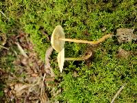 Clitocybe squamulosa image