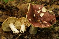 Russula vinacea image