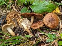 Inocybe luteifolia image