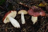 Russula aquosa image