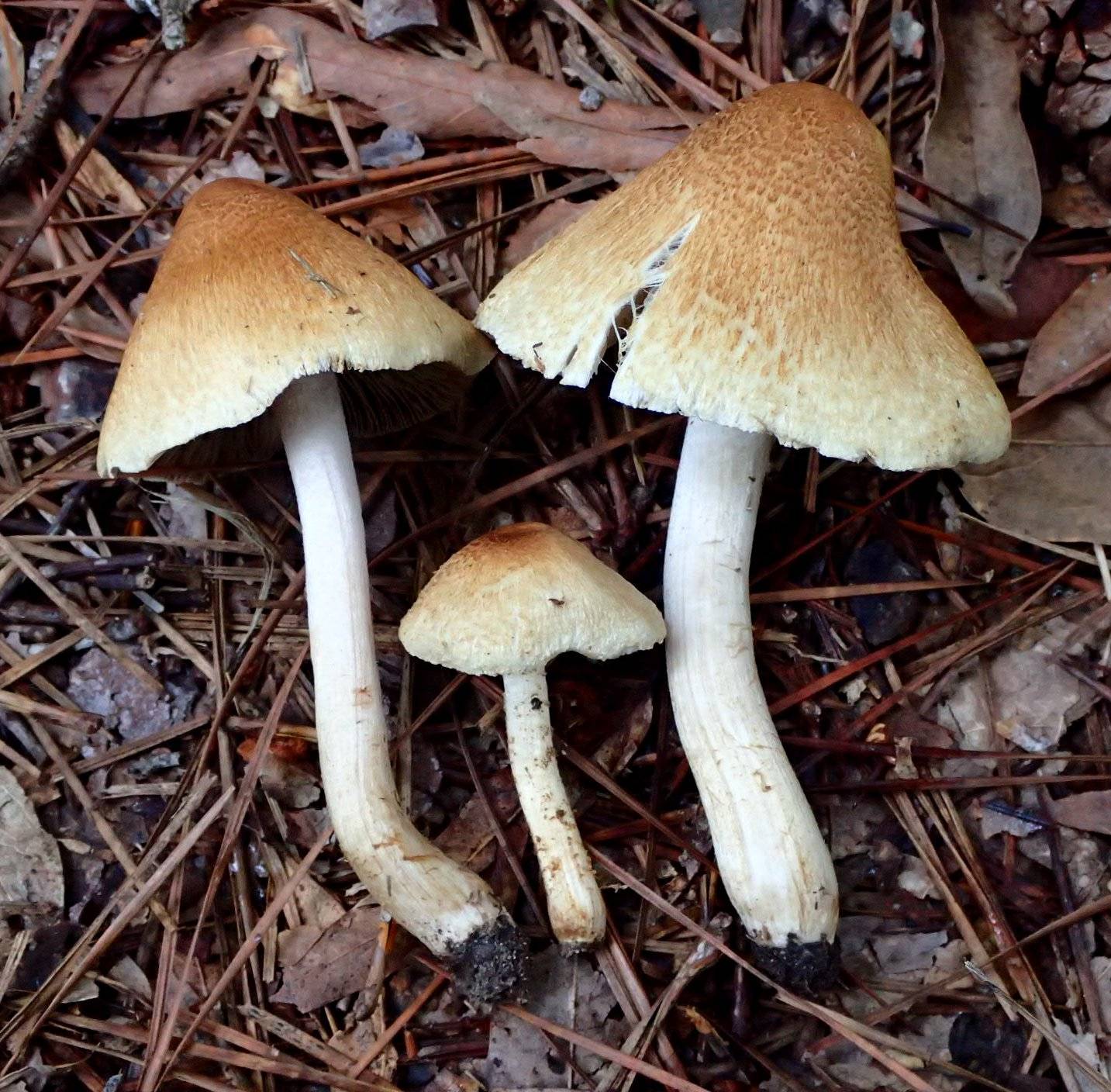 Pseudosperma squamatum image