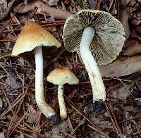 Pseudosperma squamatum image